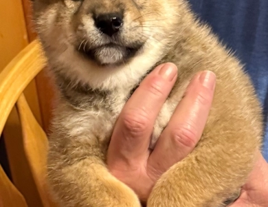 Joe 'Burrow' – Male – Sesame Shiba Inu