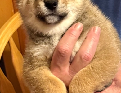 Joe 'Burrow' – Male – Sesame Shiba Inu