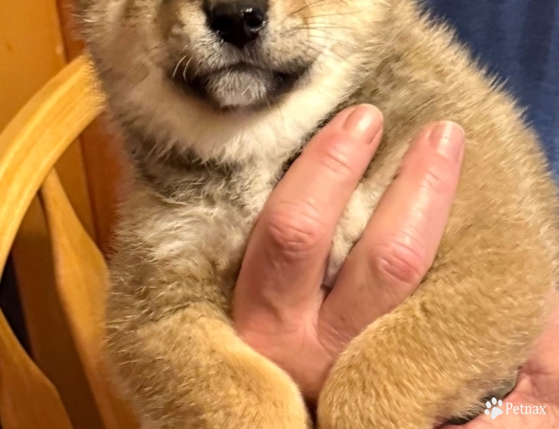 Joe 'Burrow' – Male – Sesame Shiba Inu