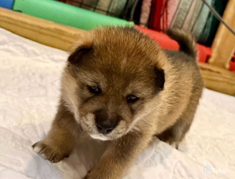 Joe 'Burrow' – Male – Sesame Shiba Inu