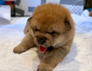 Phil – Green Collar