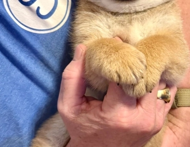 Phil – Green Collar Shiba Inu