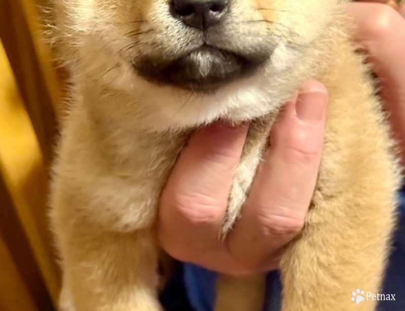 Phil – Green Collar Shiba Inu