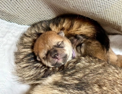 “Shadeaux” female Shiba Inu