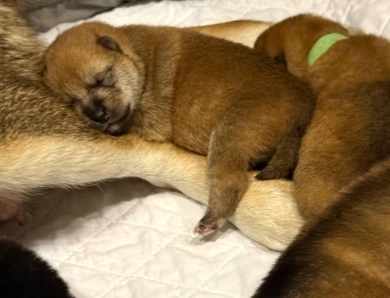 “Shadeaux” female Shiba Inu