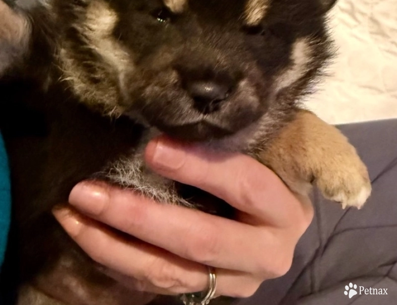 “Shadeaux” female Shiba Inu