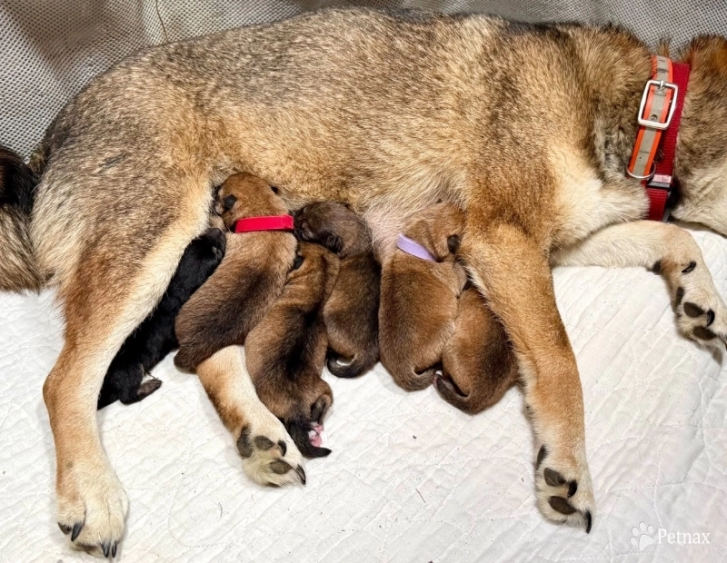 Kami X Bonnie Bravo Girl 5 Shiba Inu