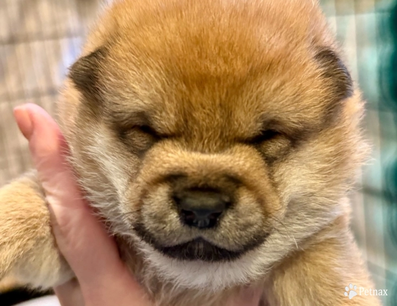 Tawney (sesame) Shiba Inu