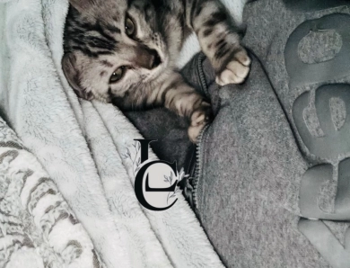 Dark Silver girl  Bengal