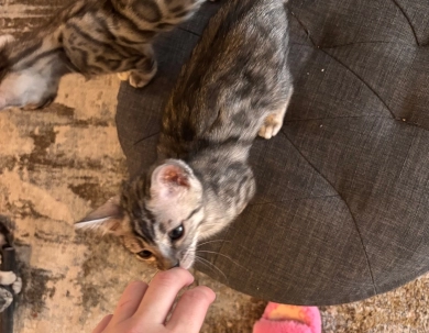 Dark Silver girl  Bengal