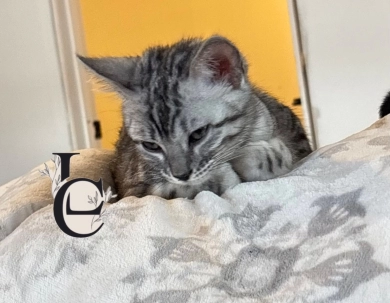 Dark Silver girl  Bengal