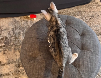 Dark Silver girl  Bengal