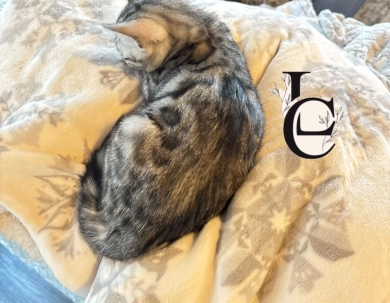 Dark Silver girl  Bengal