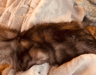 Dark Silver girl  Bengal