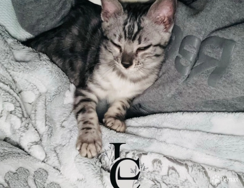 Dark Silver girl  Bengal