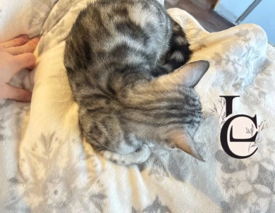 Dark Silver girl  Bengal