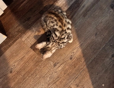 Silver girl  Bengal