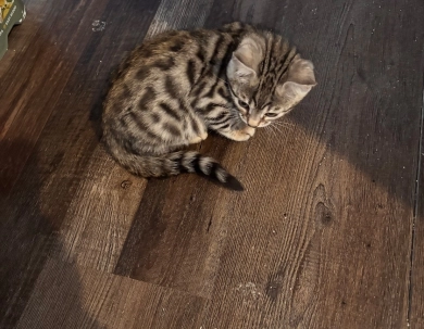 Silver girl  Bengal