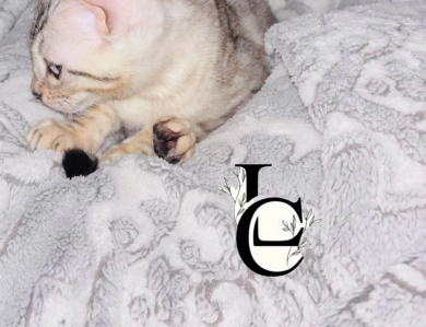 Light Silver boy Bengal