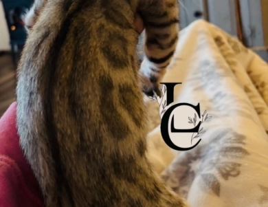 Light Silver boy Bengal