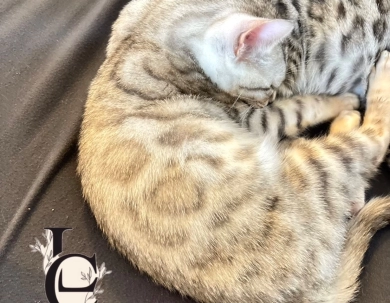 Light Silver boy Bengal