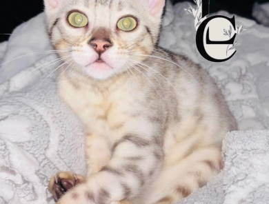 Light Silver boy Bengal