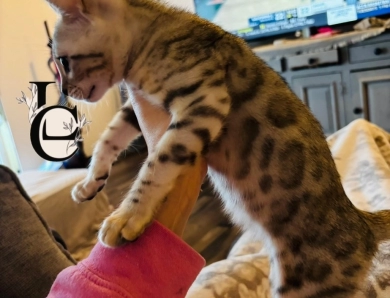 Light Silver boy Bengal