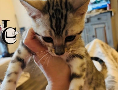 Light Silver boy Bengal