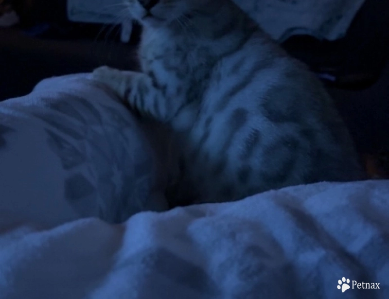 Light Silver boy Bengal