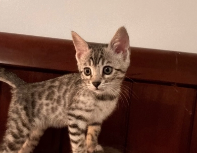 Silver girl  Bengal