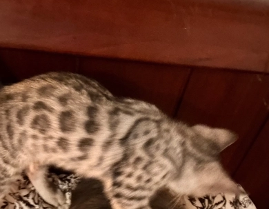 Silver girl  Bengal
