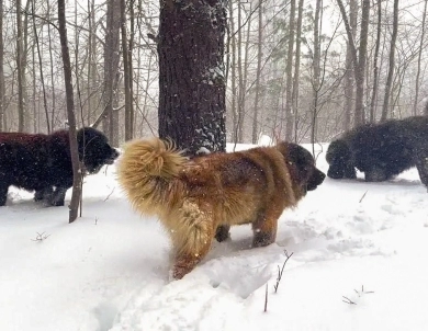 Brotherbear Acres - Caucasian Shepherd