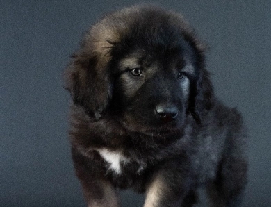 Caucasian Shepherd Puppy Male for Sale