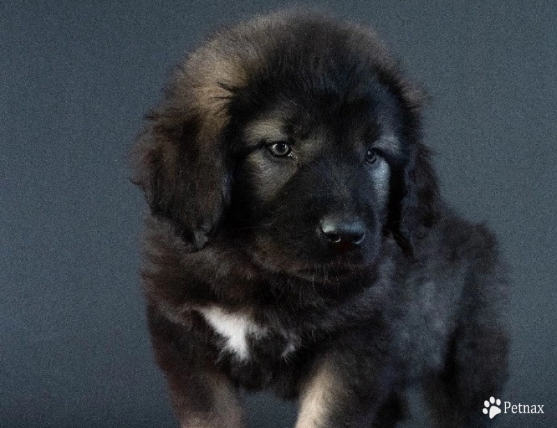 Caucasian Shepherd Puppy Male for Sale Caucasian Shepherd