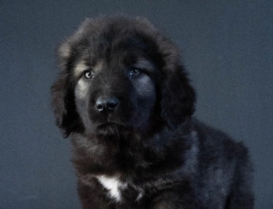 Caucasian Shepherd Puppy Male for Sale Caucasian Shepherd