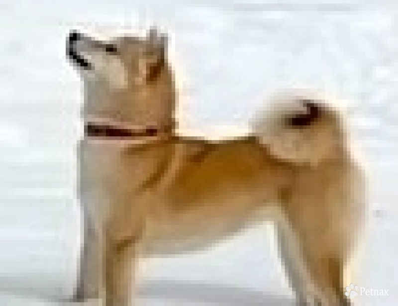 Oami Shiba Inu