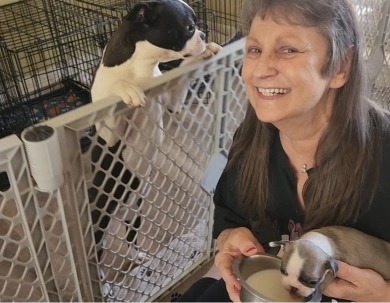 Bogan's Boston Terriers