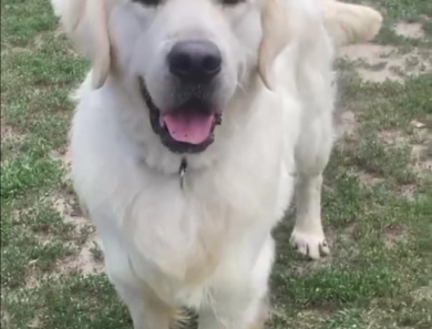 Legolas Golden Retriever