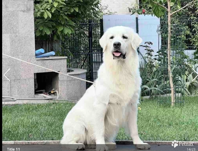 Legolas Golden Retriever