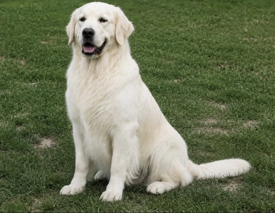 Legolas Golden Retriever