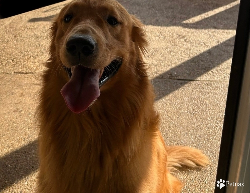 Presley Golden Retriever