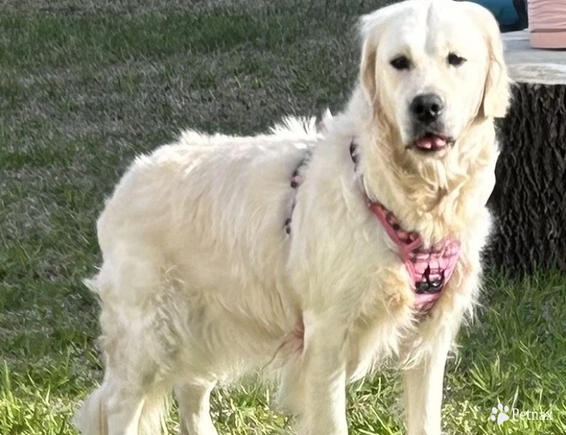 Peaches Golden Retriever