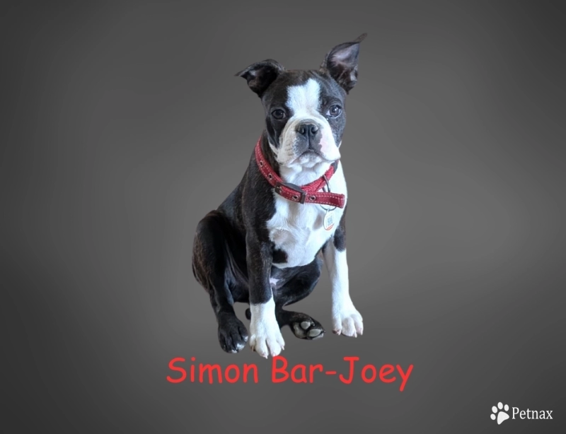 Simon-Bar Joey Boston Terrier