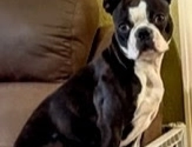 Simon-Bar Joey Boston Terrier