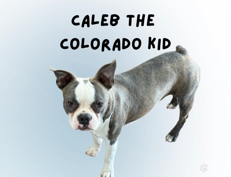 Caleb The Colorado Kid Boston Terrier