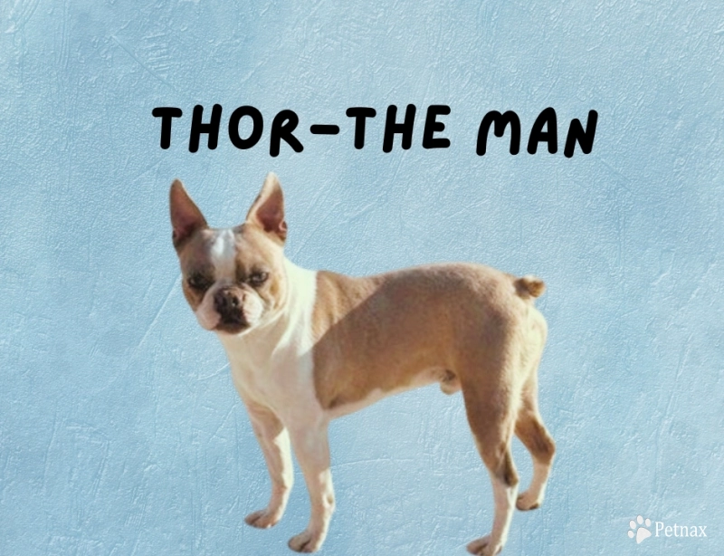 Thor-The Man Boston Terrier