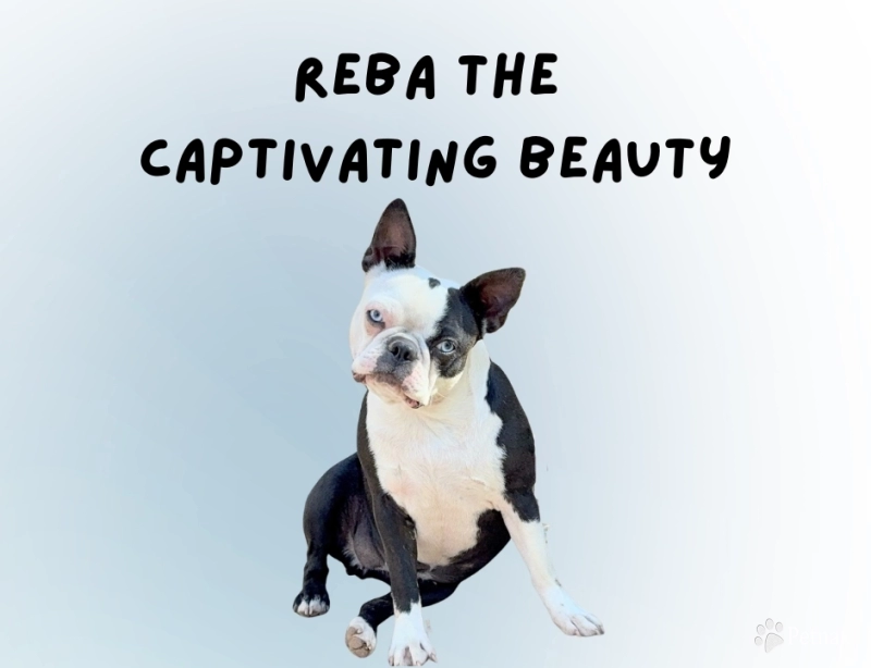 Reba Captivating Beauty Boston Terrier