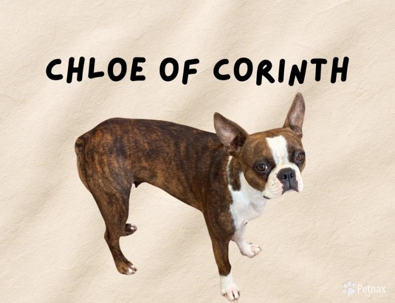 Chloe of Corinth Boston Terrier