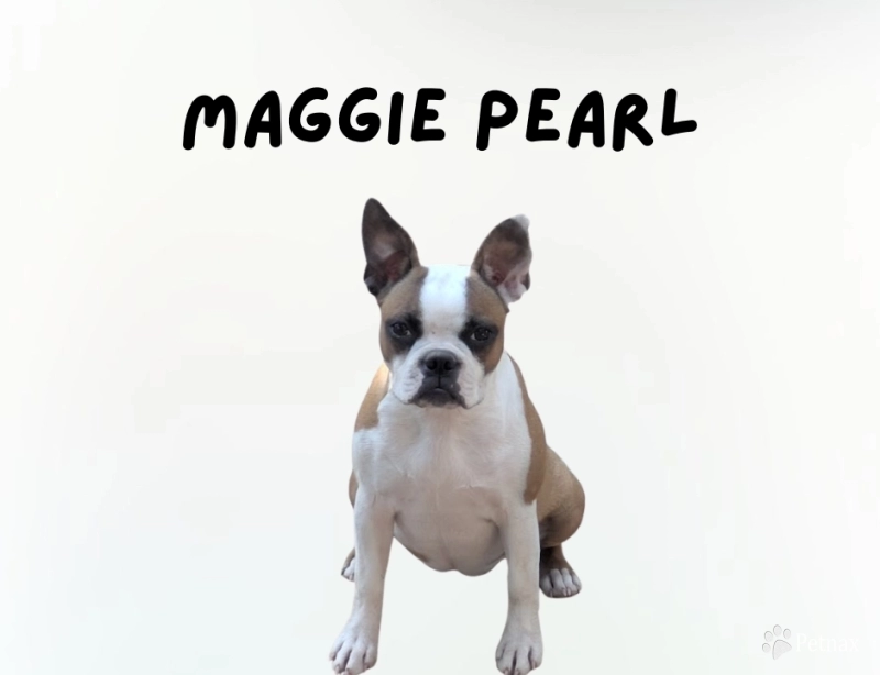Maggie Pearl Boston Terrier