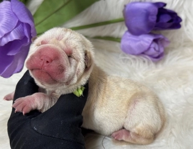 LIME RIBBON  Shar Pei